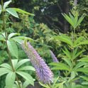 Veronicastrum virginicum